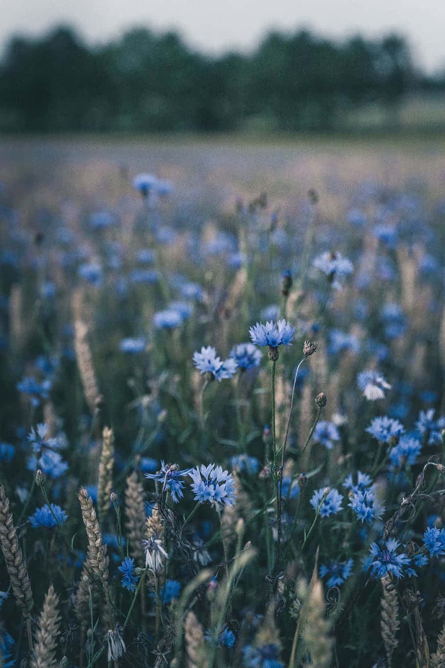 Imagende Un Campo De Flores Azules