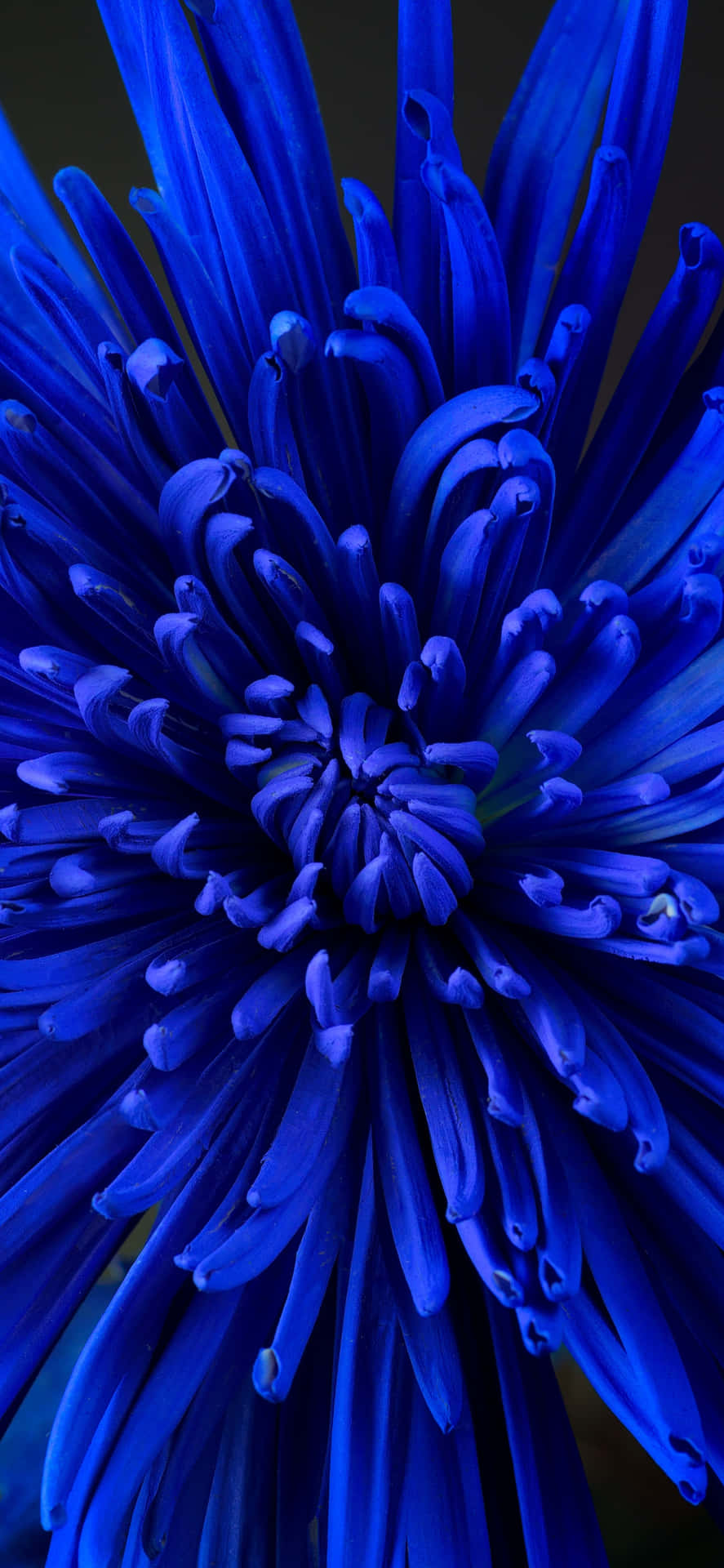Chrysanthemum Blue Flower Close-up Picture