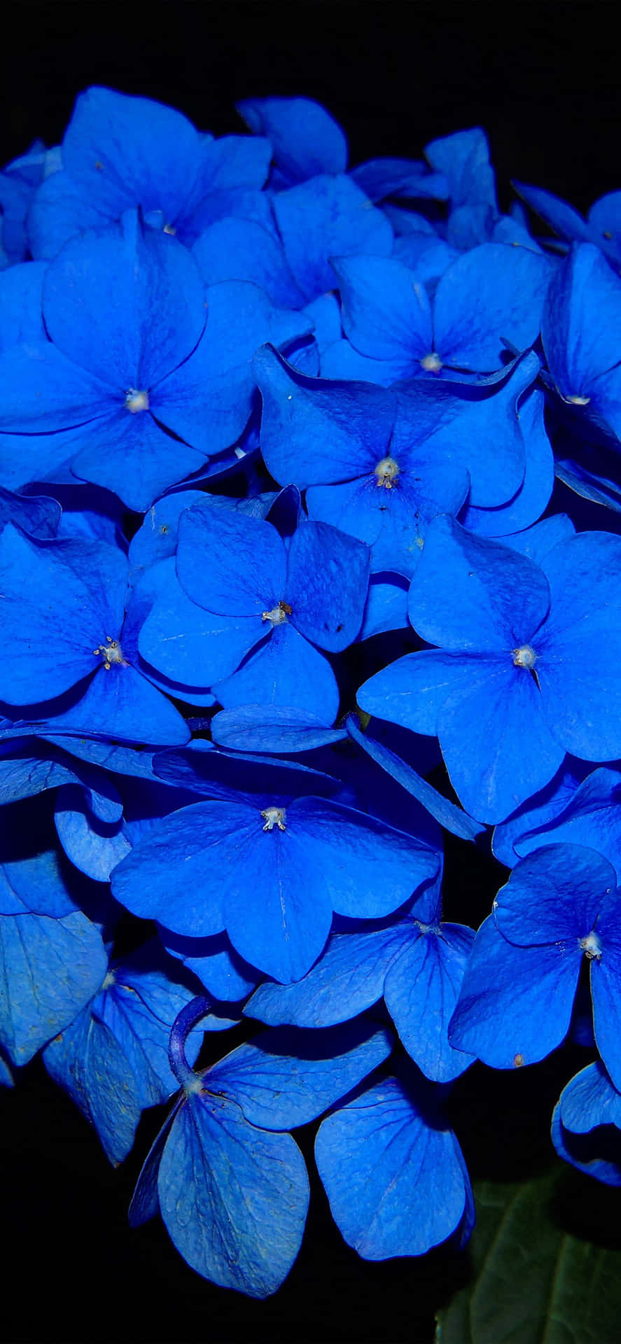Fransk Hydrangea Blå Blomster Billede Udskrivning