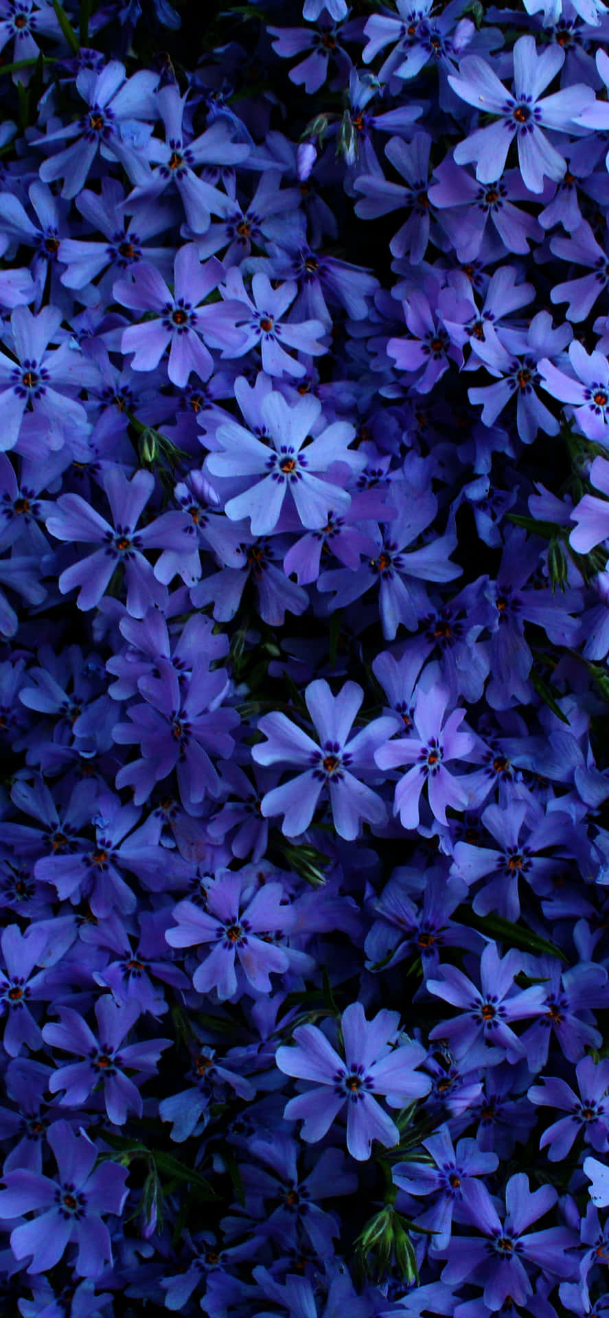 Imagemde Flores Em Roxo Escuro E Azul.