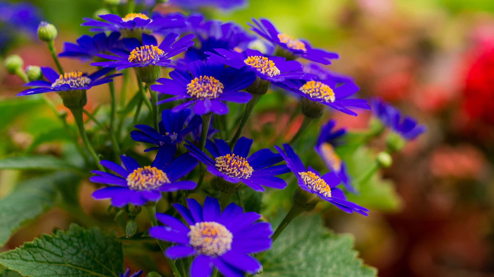 Imagende Flores Azul Oscuro Con Hojas Verdes.