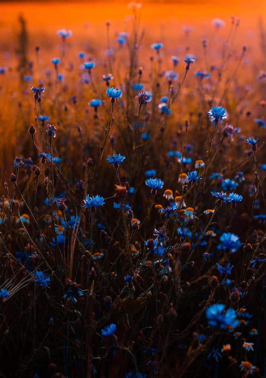 Blue Flowers With Sunset Light Picture