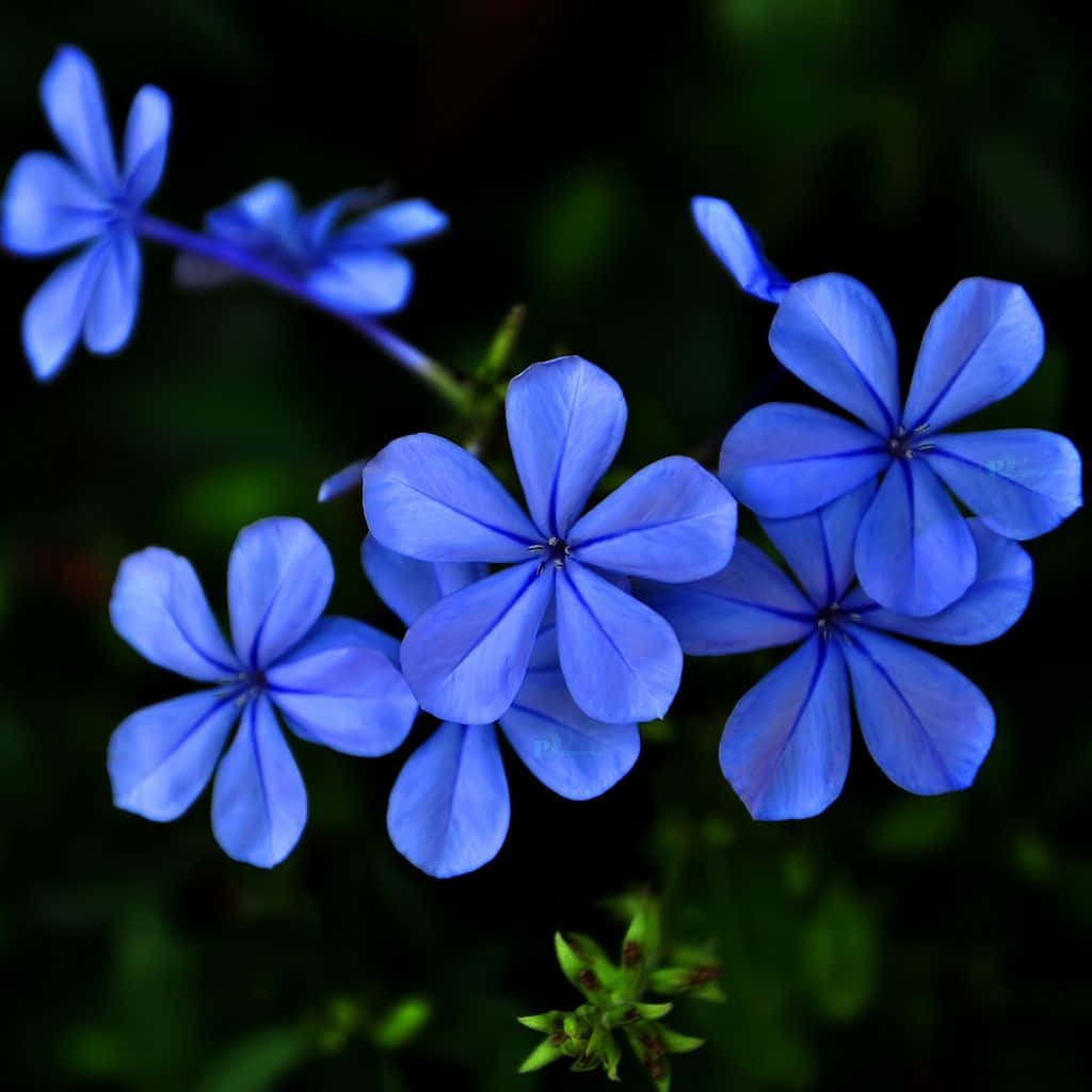 Imagende Flores Azules De Jazmín De Verano.