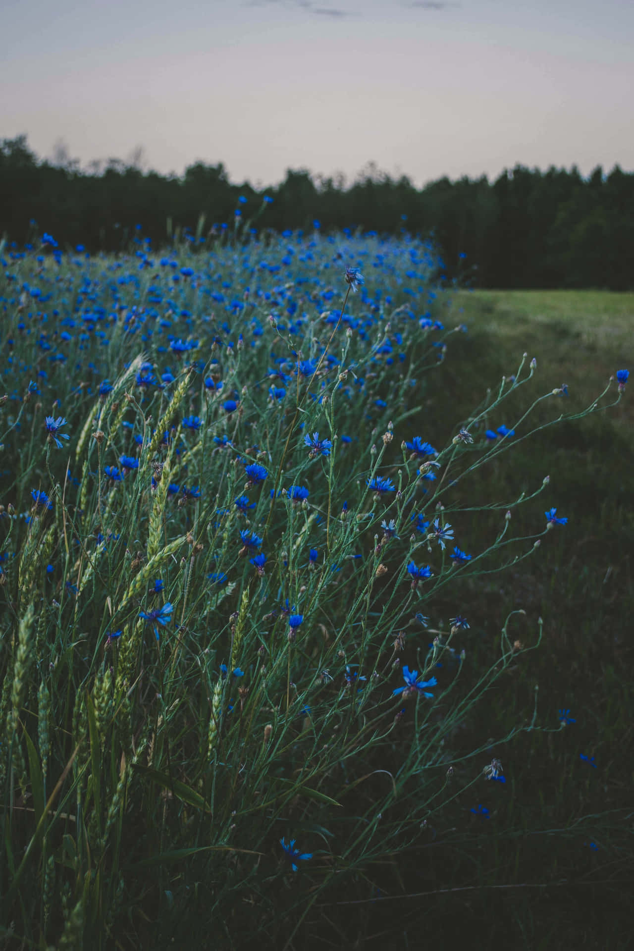 Billede af et felt med blå blomster