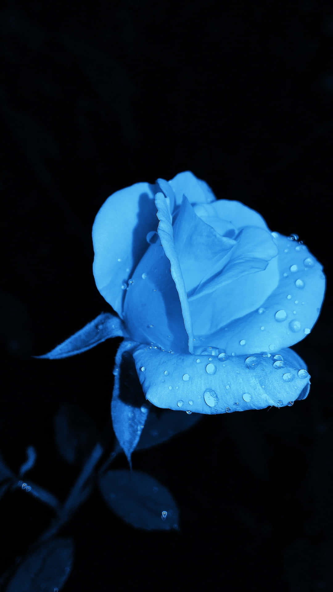 Blue Flower Rose Water Drops Picture