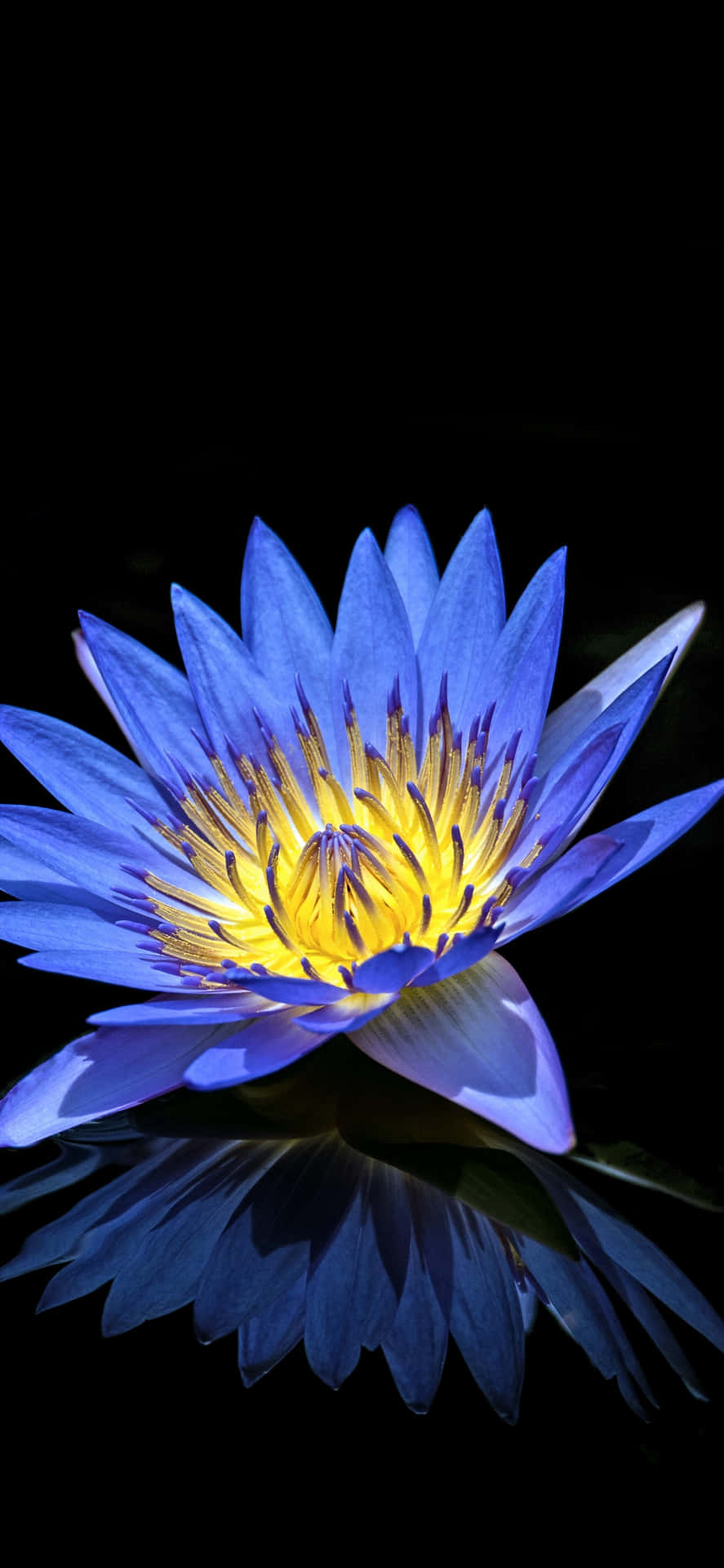 Imagemde Flor Azul De Lótus Egípcia.