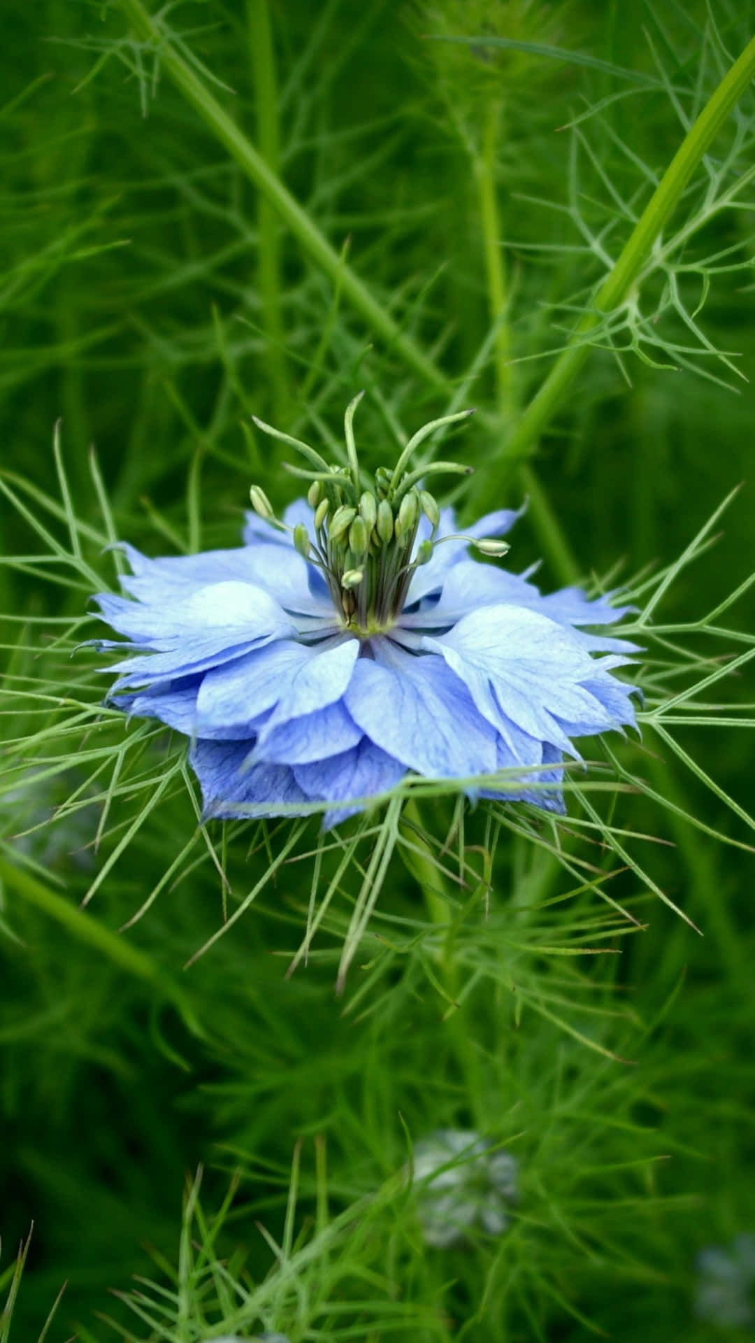 Einbild Von Einer Liebes-in-einem-nebel Blauen Blume