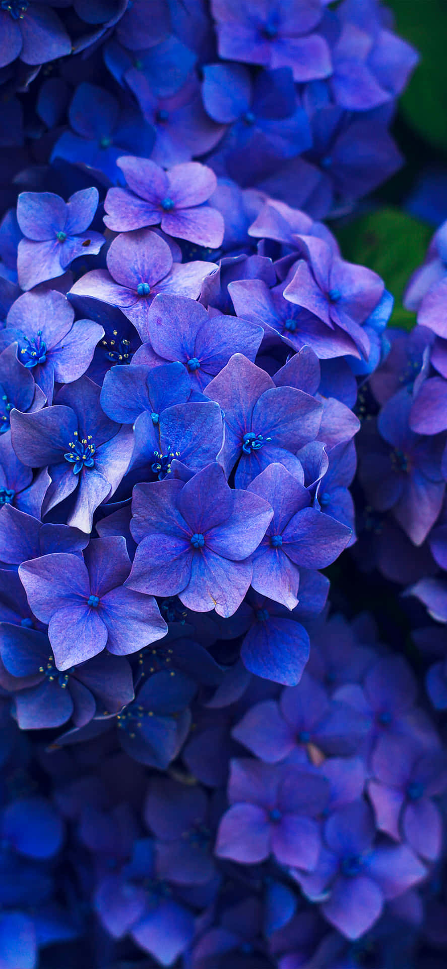 Hydrangeamörkblå Blommor Bild.