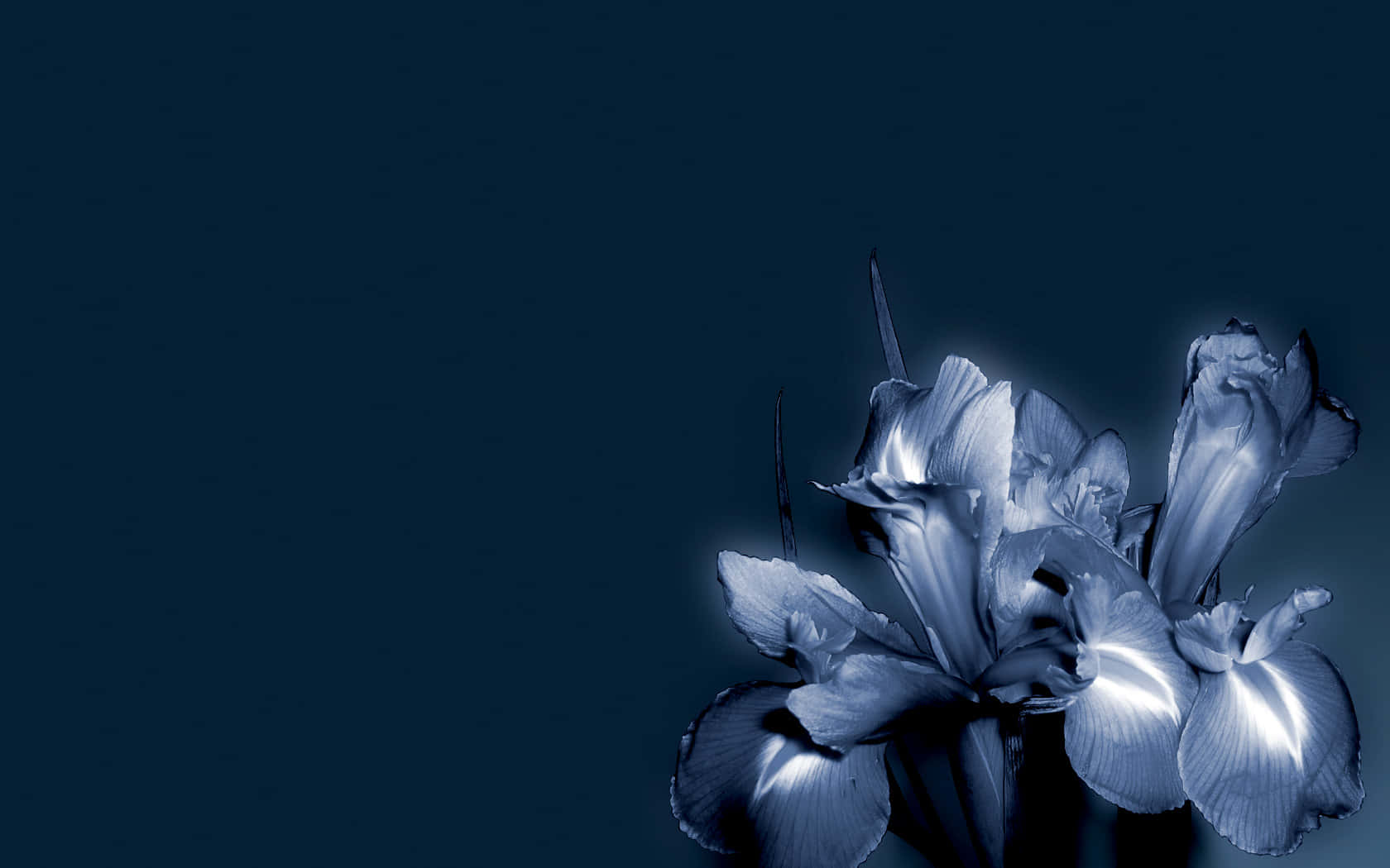 Irises Dark Blue Flowers Artwork Picture