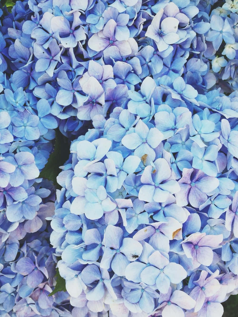 Blue Flowers Lumped Together Aesthetic Wallpaper