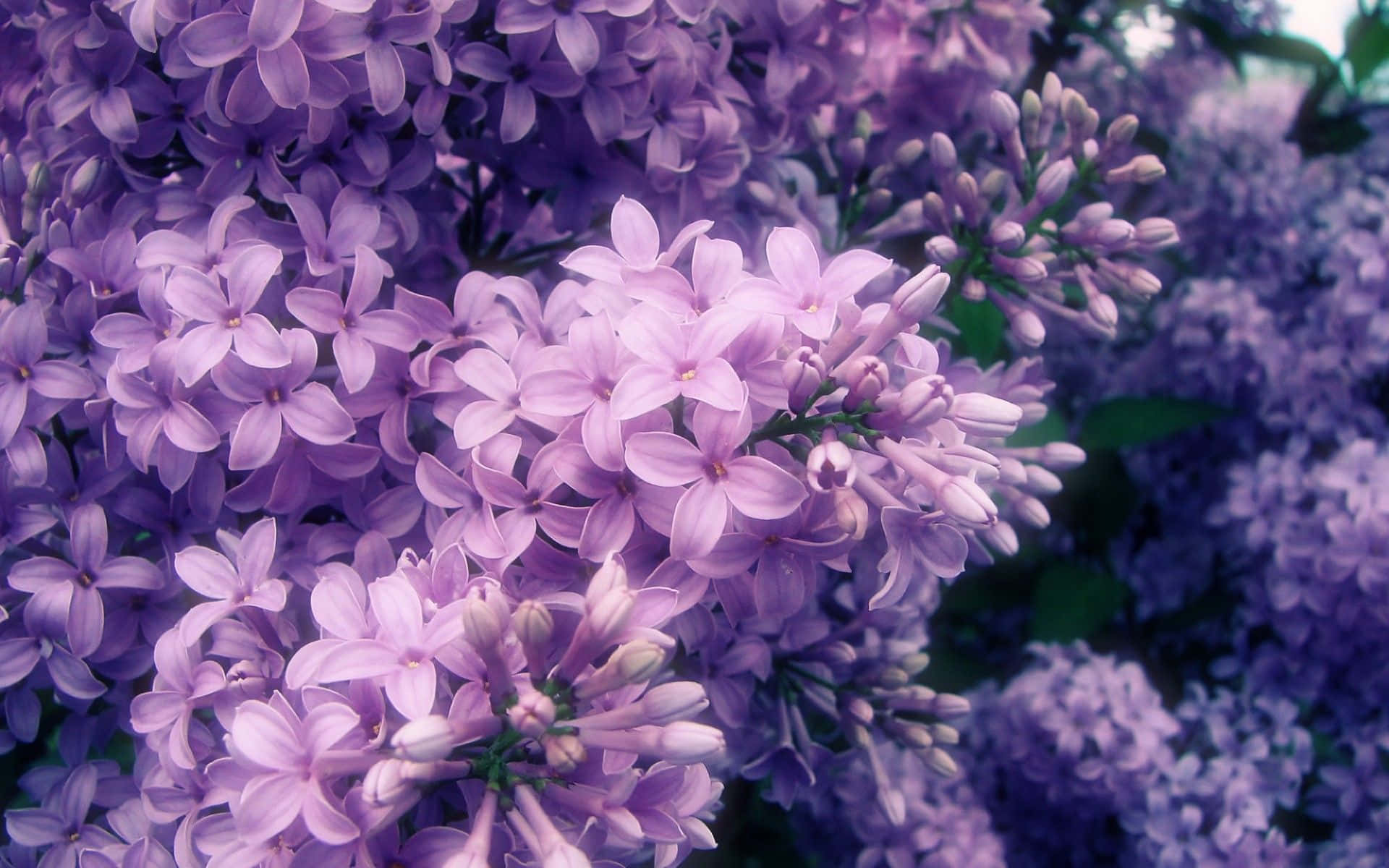 Blue Flowers Close Up Aesthetic Wallpaper
