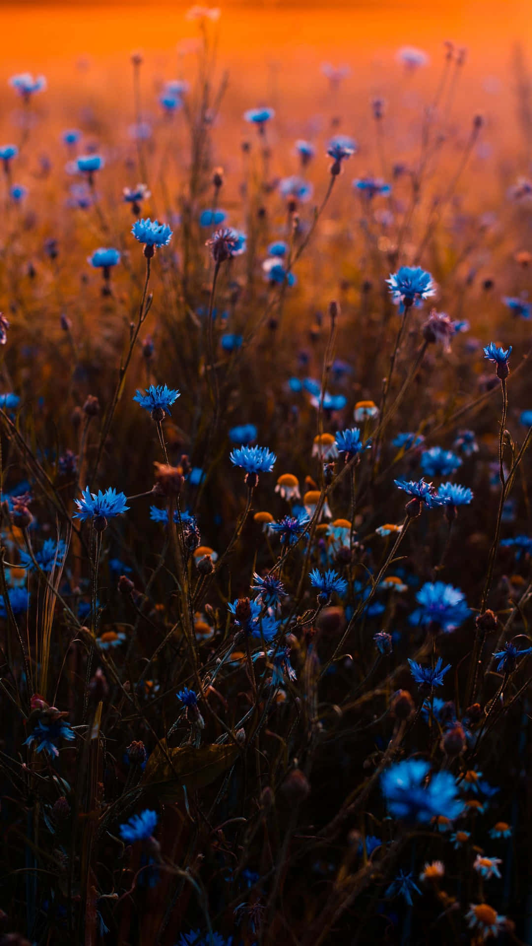 Blue Flowers In Field Aesthetic Wallpaper