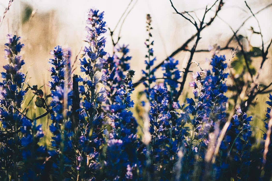 Bellezzadel Fiore Blu Sfondo