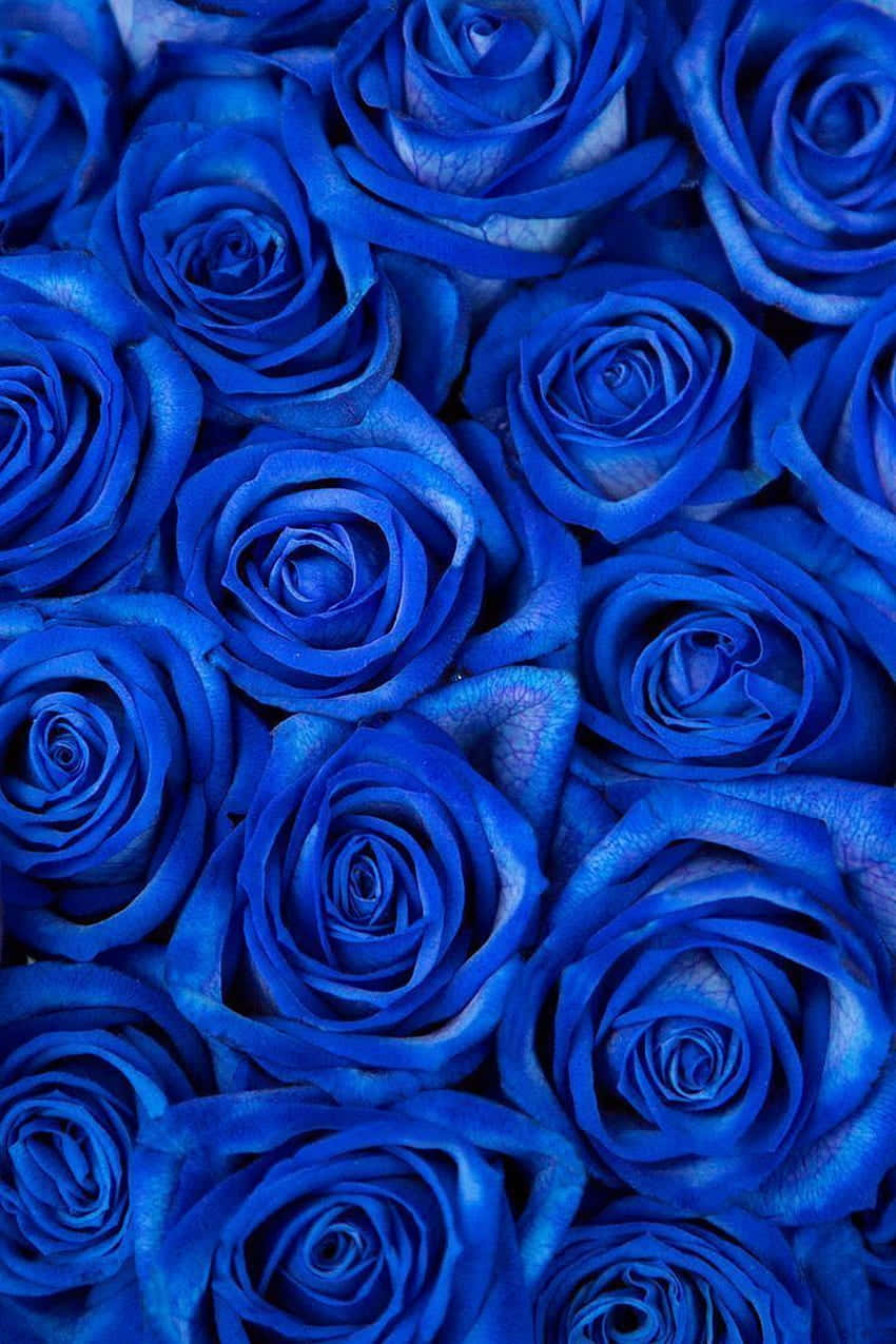 En beroligende samling af blå Blomster for en beroligende æstetik. Wallpaper