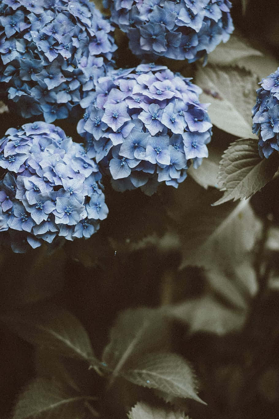 Deep Blue Petals with Dream-like Softness Wallpaper