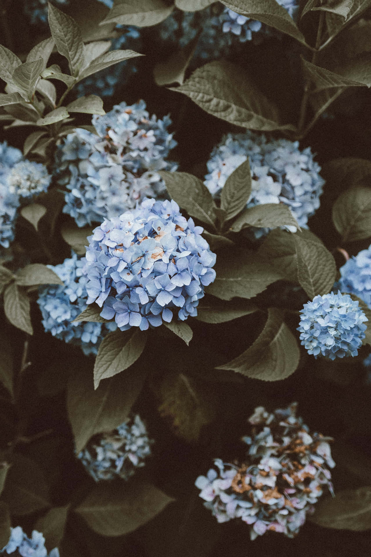 Blue Flowers With Leaves Aesthetic Wallpaper