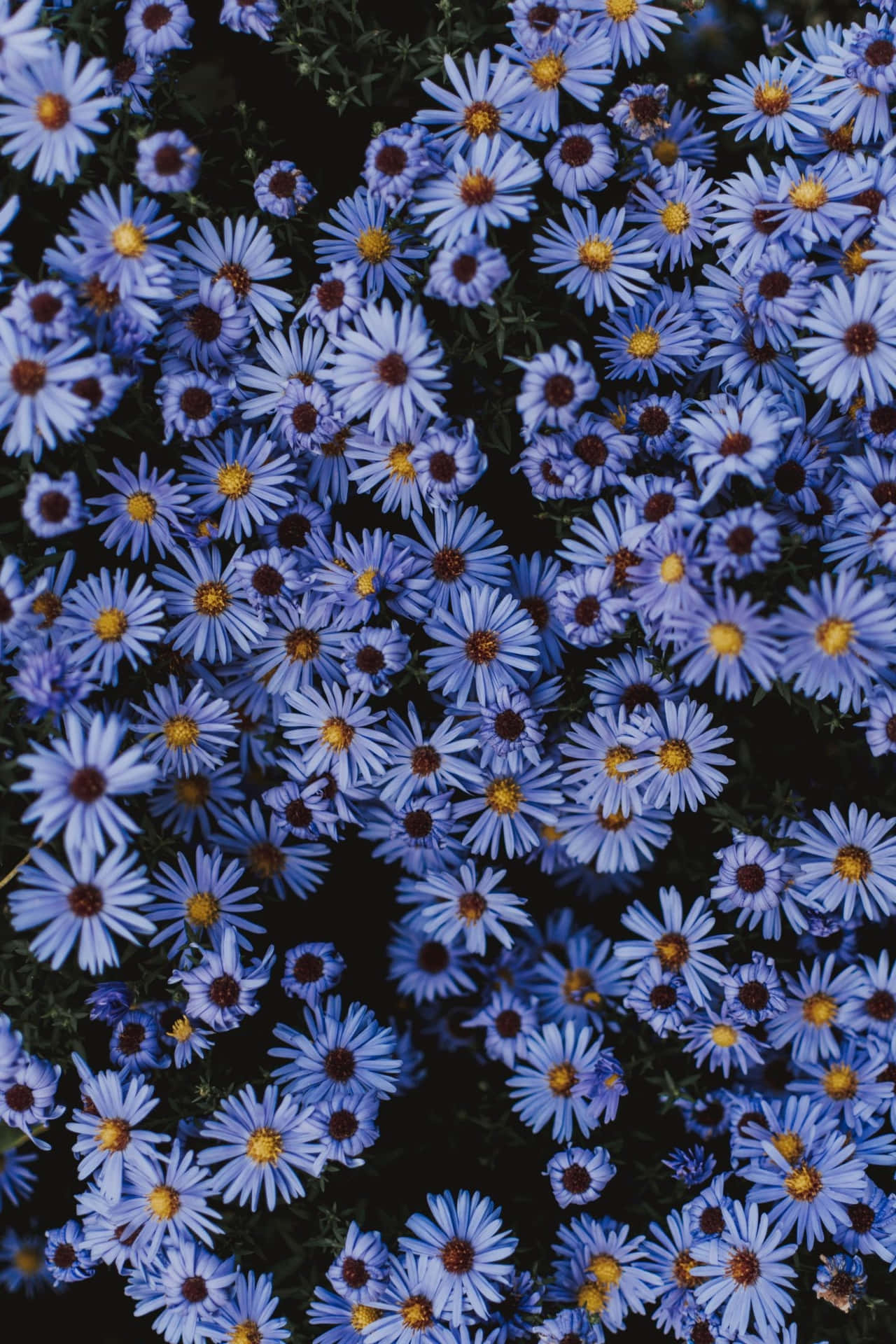 Et nærbillede af blå blomster Wallpaper