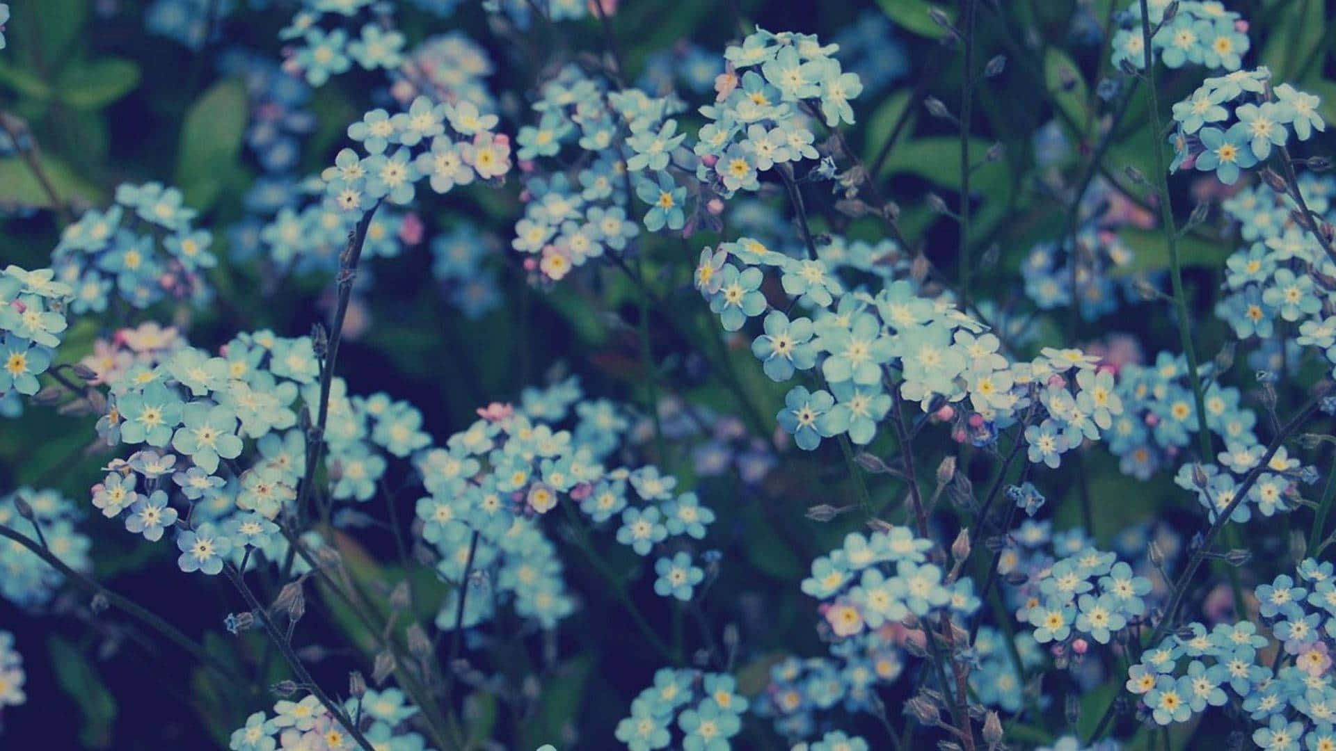 Vistaestética De Flores Azules Fondo de pantalla