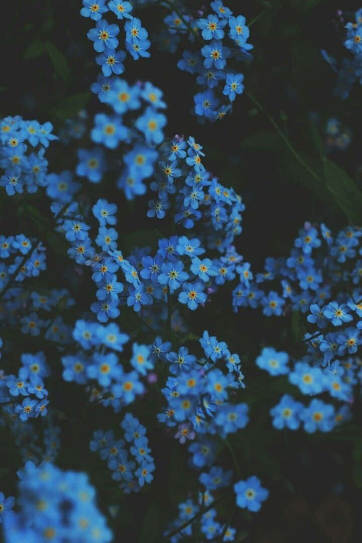 Download Blue Flowers Aesthetic Wallpaper 
