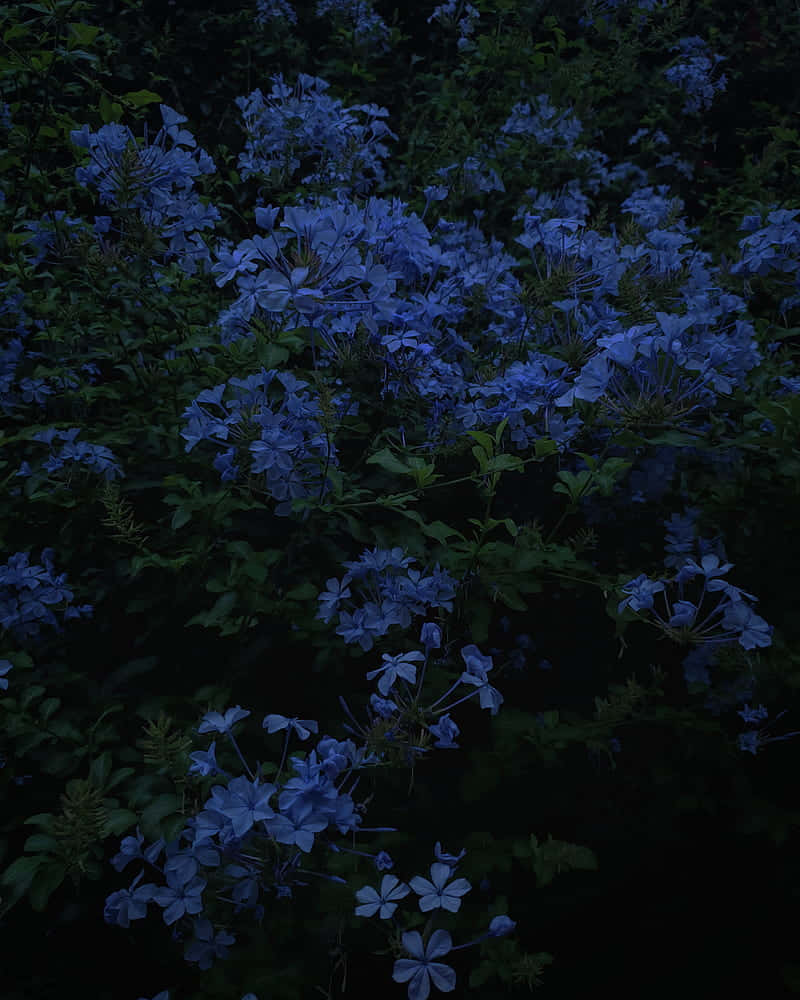 Disfrutade La Belleza De Las Flores Azules Y Encuentra Un Momento De Serenidad. Fondo de pantalla
