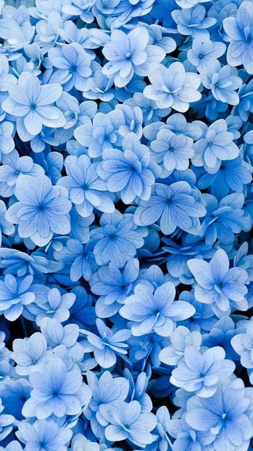 Download Blue Flowers Aesthetic Wallpaper 