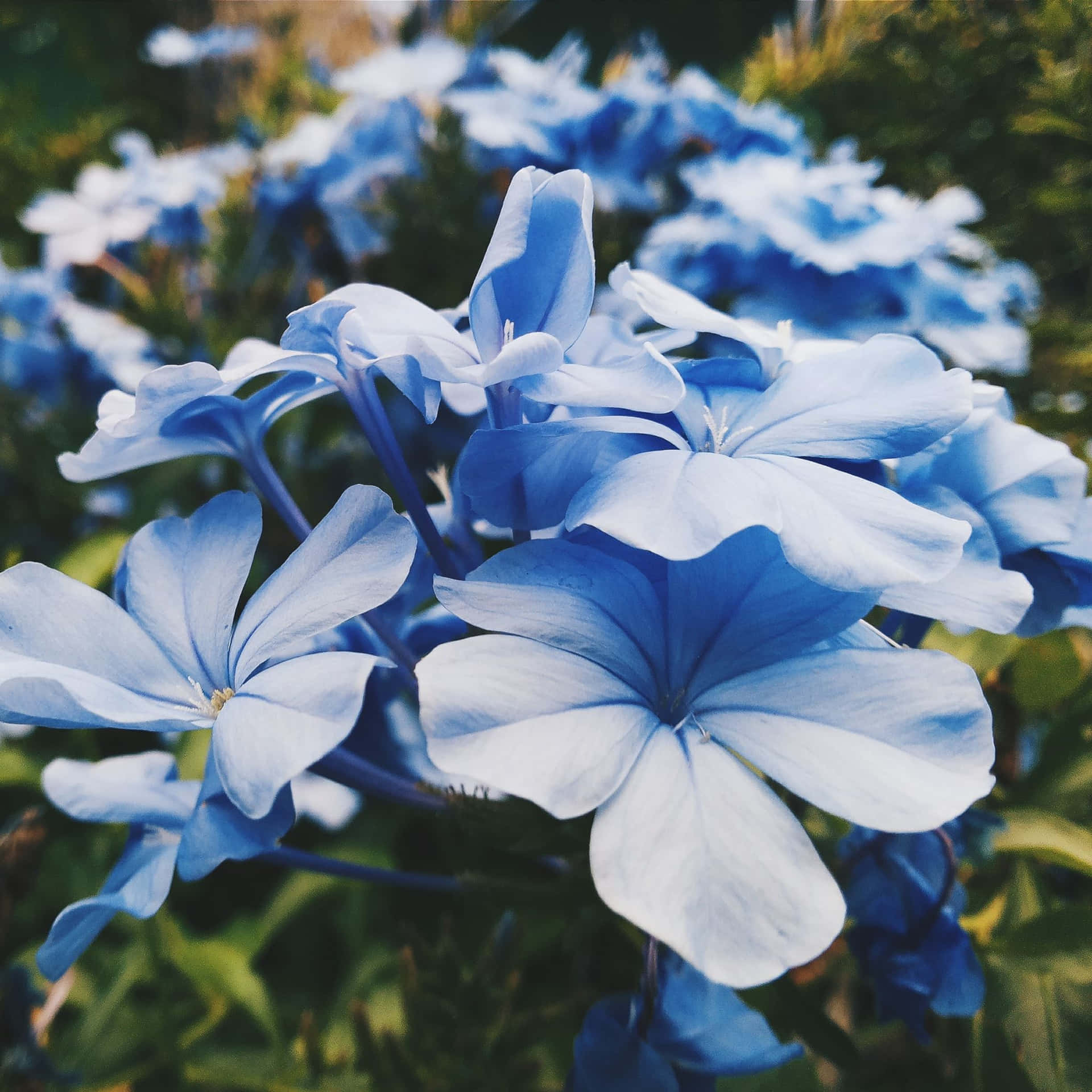 "The Beauty of Blue Flowers" Wallpaper