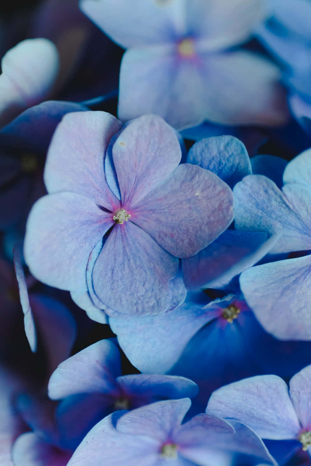 Frydligt smukke blå blomster der blomstrer i haven Wallpaper