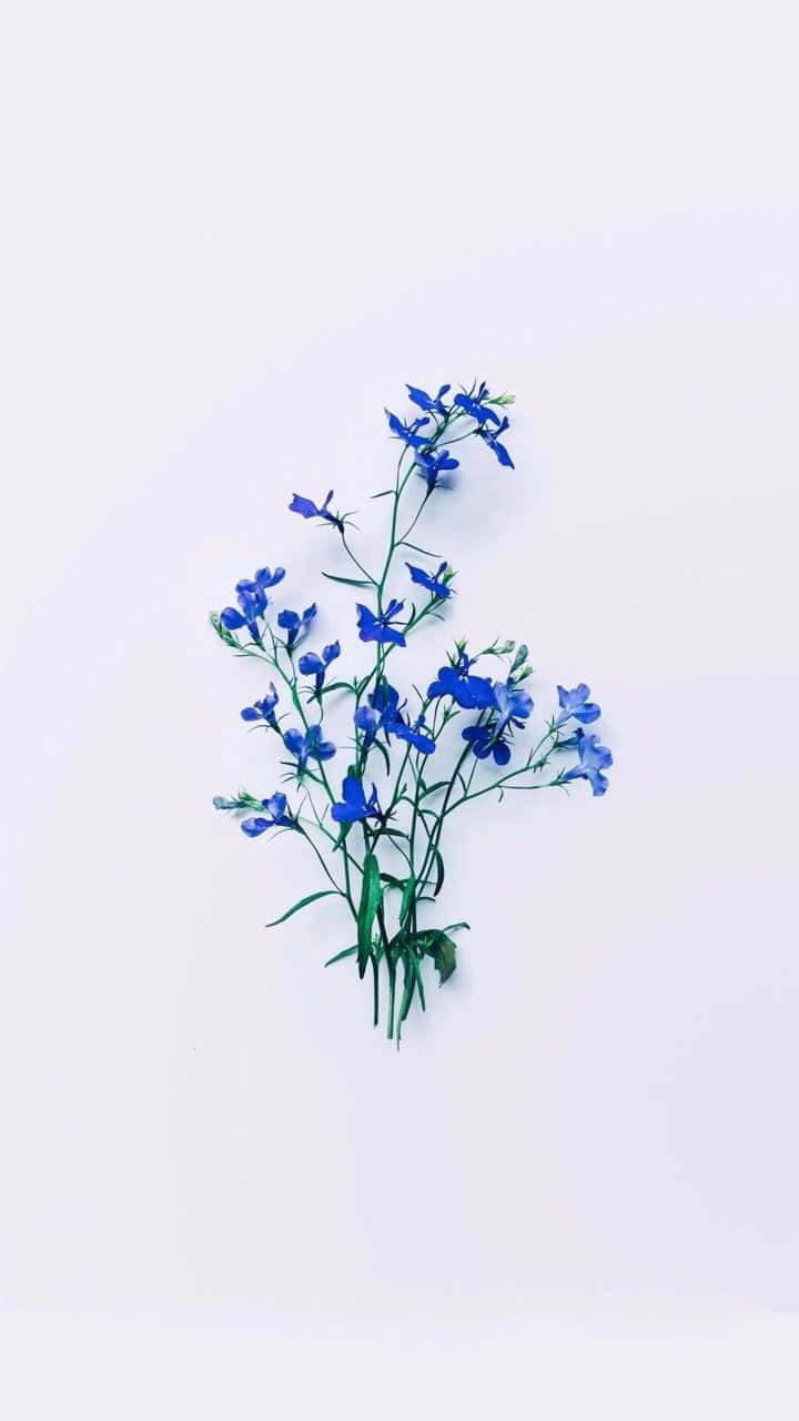 Eineblaue Blume Ist Auf Einem Weißen Hintergrund. Wallpaper