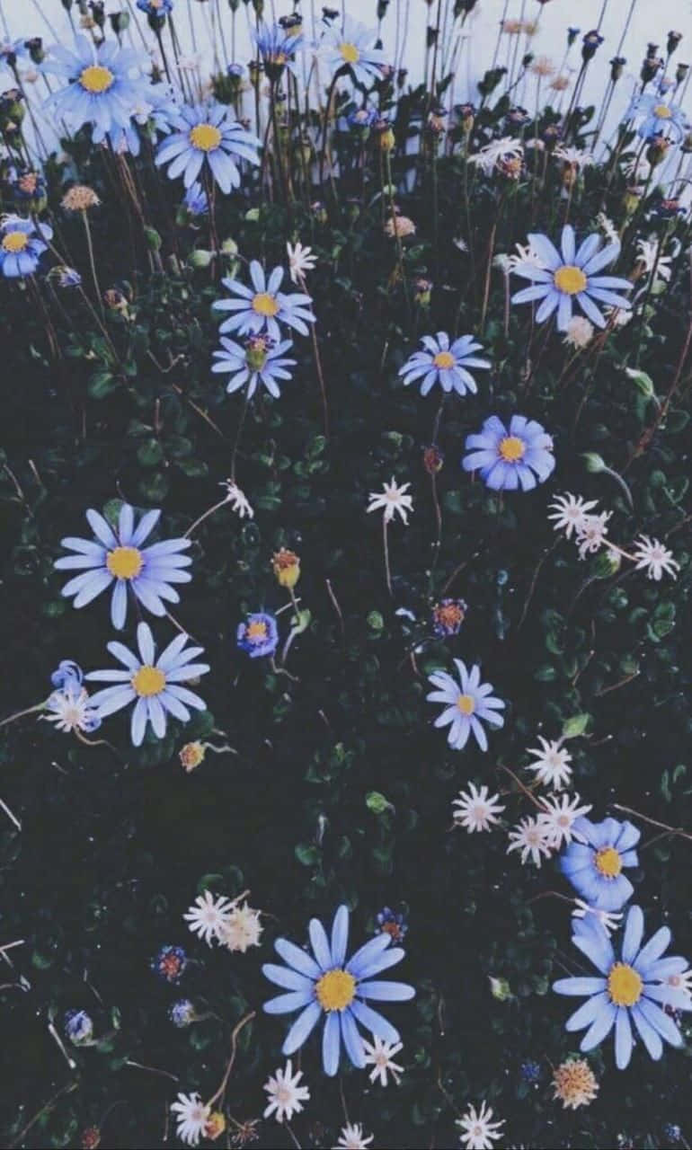 Blue Flowers And Daisies Aesthetic Wallpaper