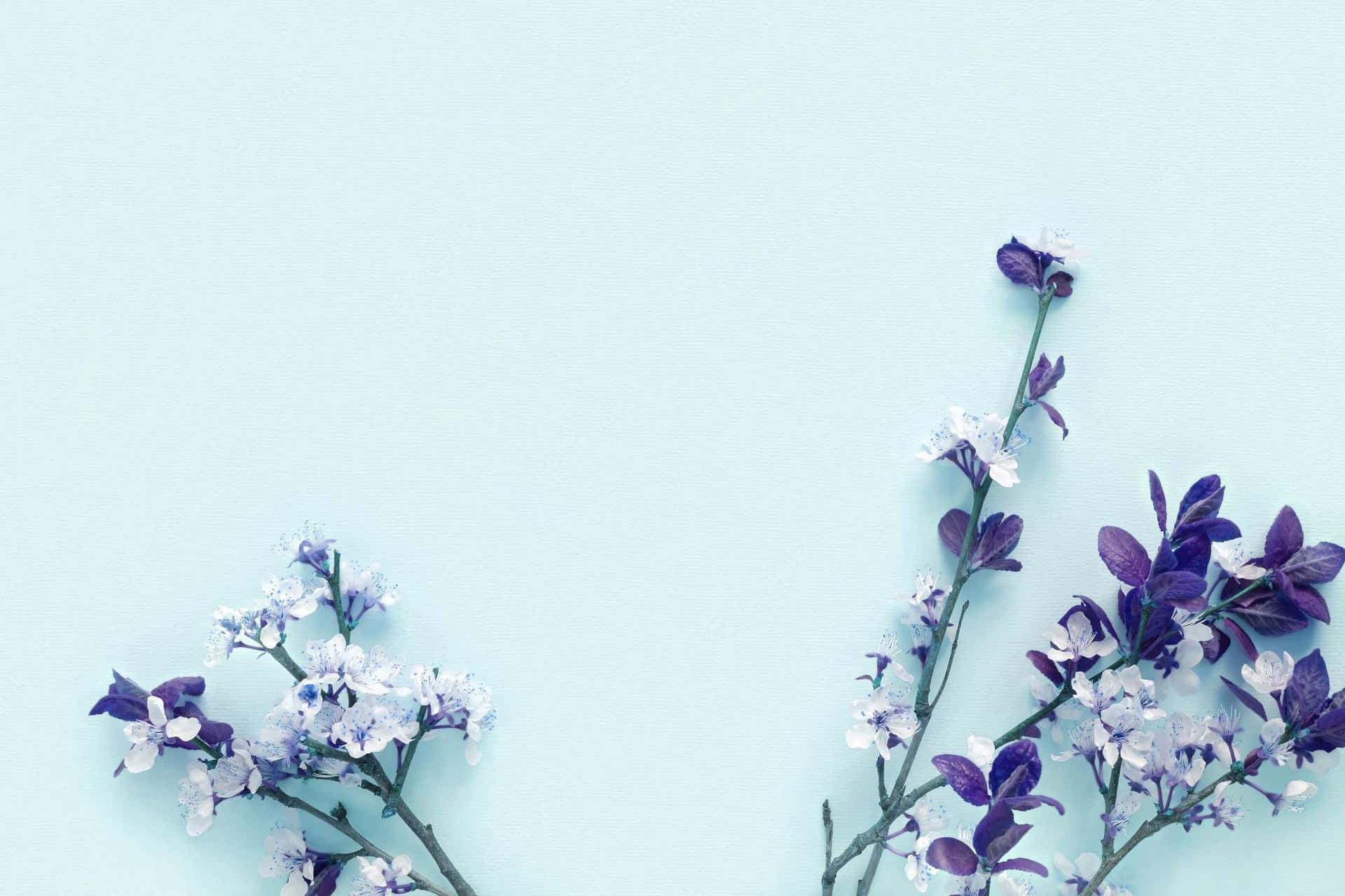 Tykke klynger af blå blomster nyder solens stråler, hvilket skaber et æstetisk naturlig skønhed. Wallpaper