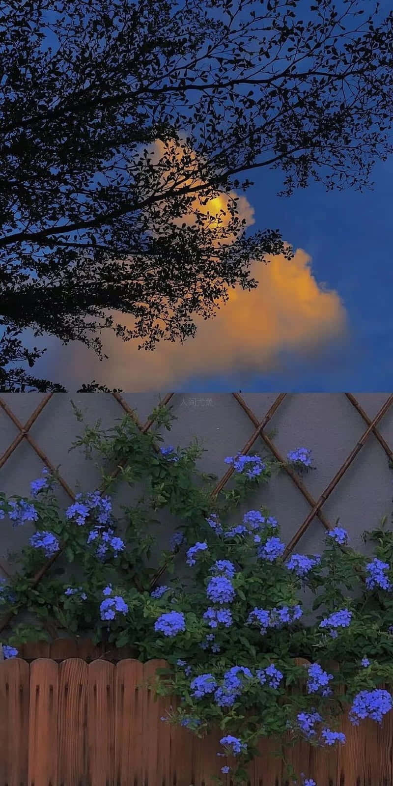 Unaflor Azul En El Jardín Con Una Nube En El Cielo. Fondo de pantalla