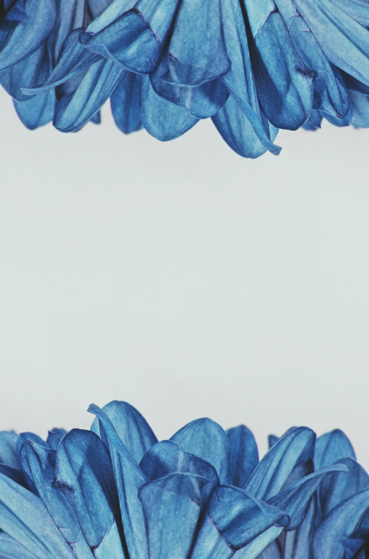 Caption: Splendid Blooming Blue Flowers Background Wallpaper