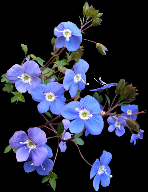 Blue Flowers Black Background PNG