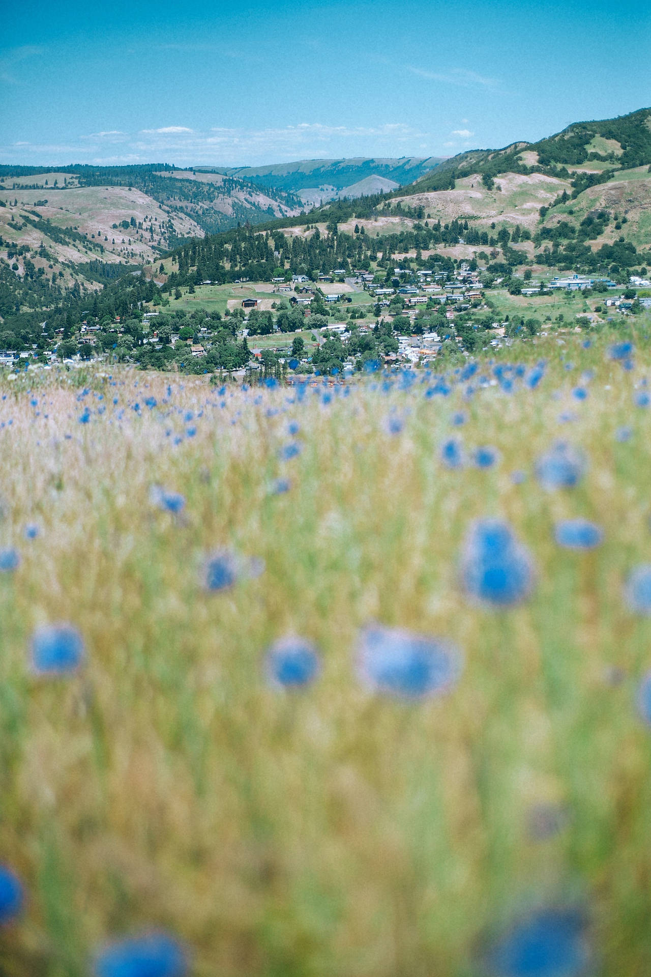 Blå Blomster Hill View Wallpaper