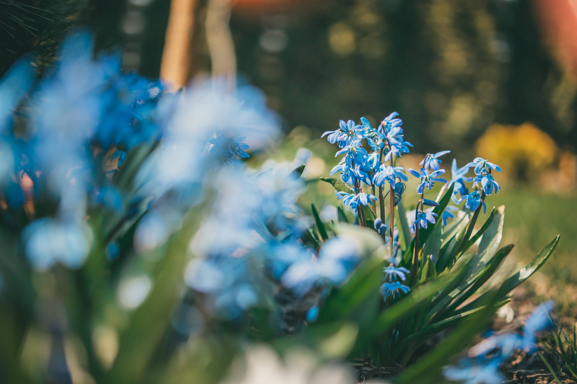 Blue Flowers Image