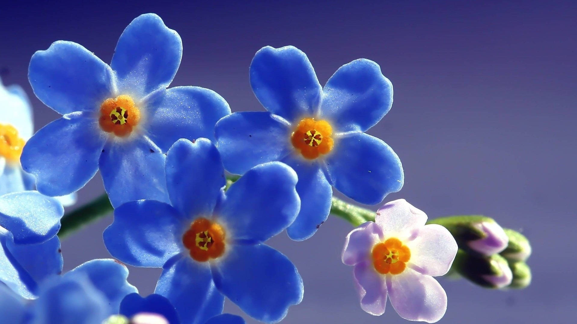 Floresde Nomeolvides Azules En Full Screen 4k Fondo de pantalla