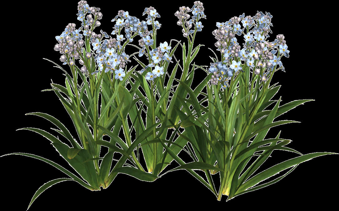 Blue Forget Me Nots Transparent Background PNG