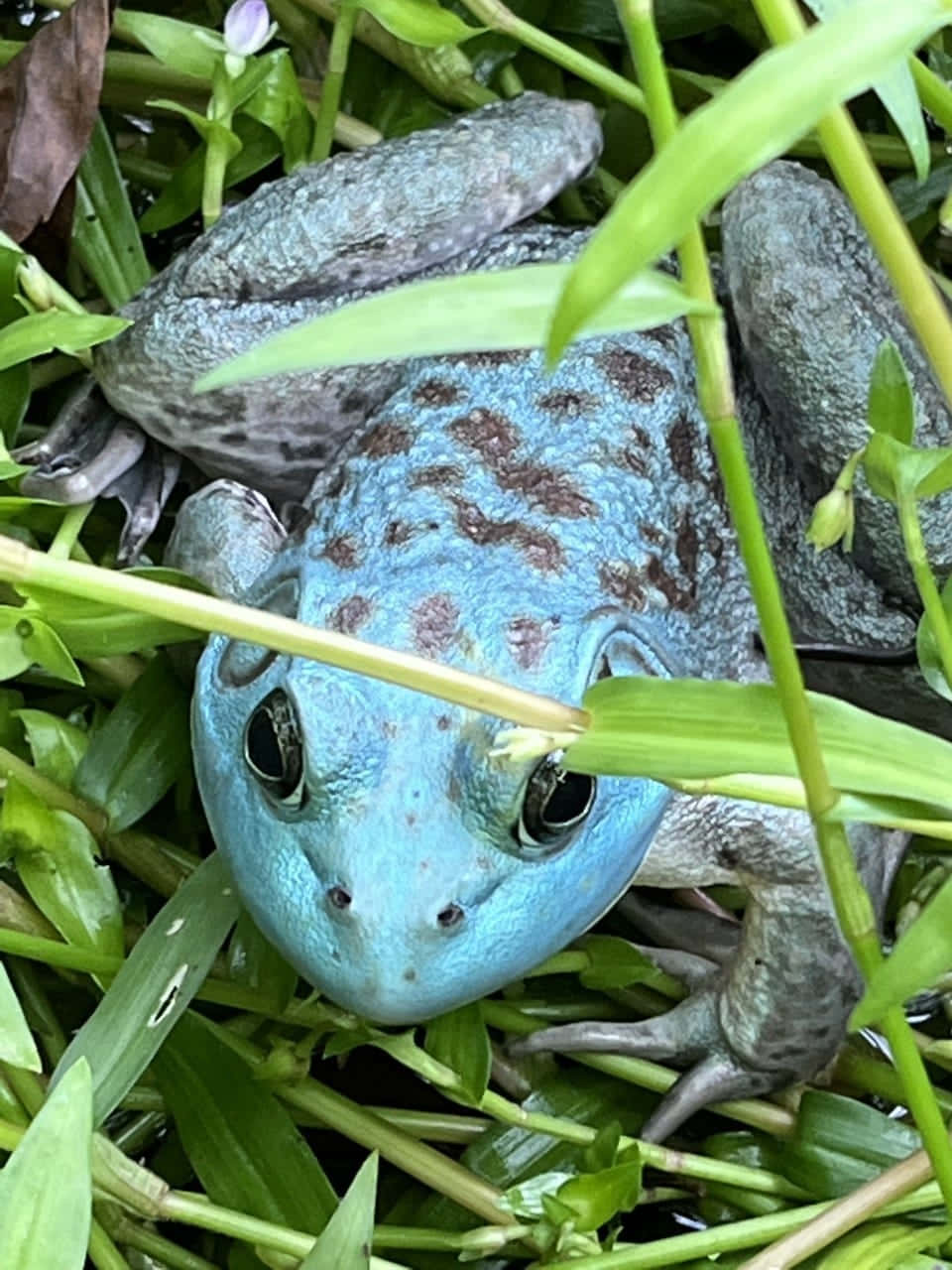 Katak Biru Bersembunyi Di Rumput Wallpaper