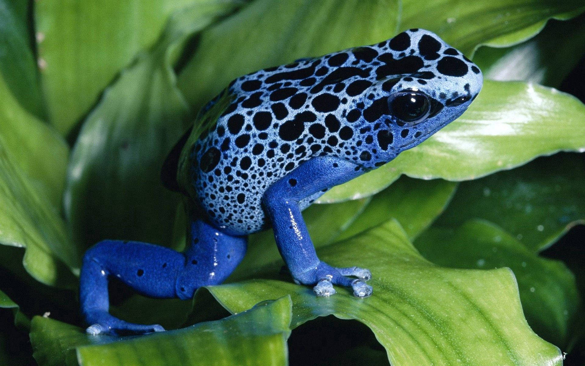 Blue Frog On Leaves Wallpaper