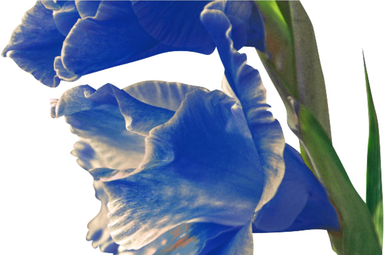 Blue Gladiolus Flowers PNG