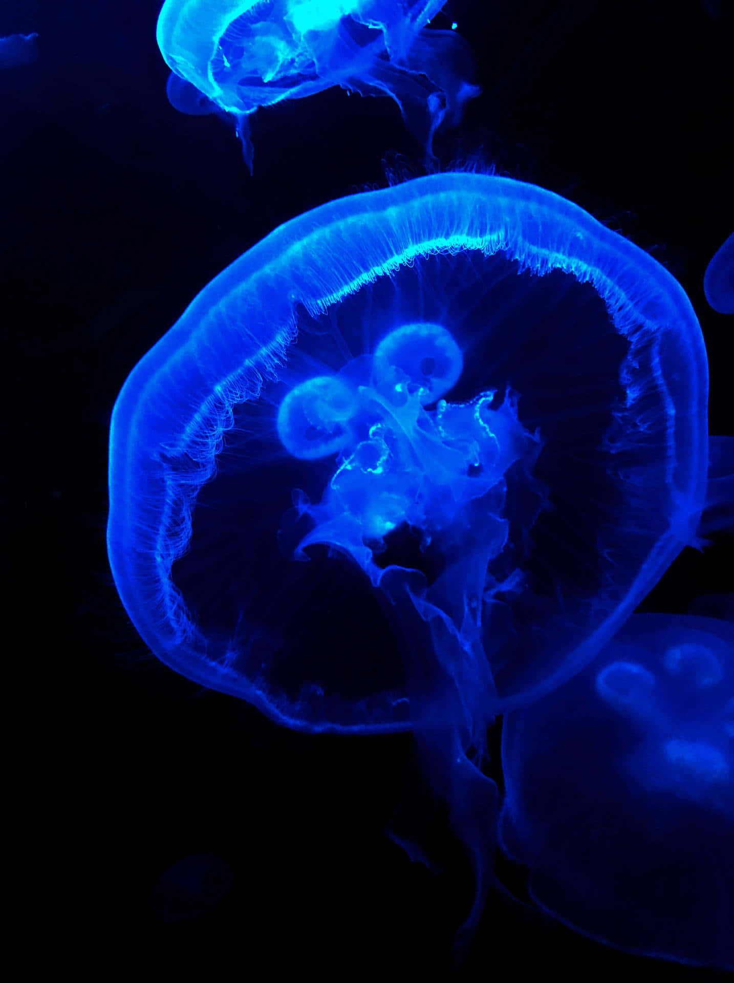 Blue Glow Jellyfish Underwater Wallpaper