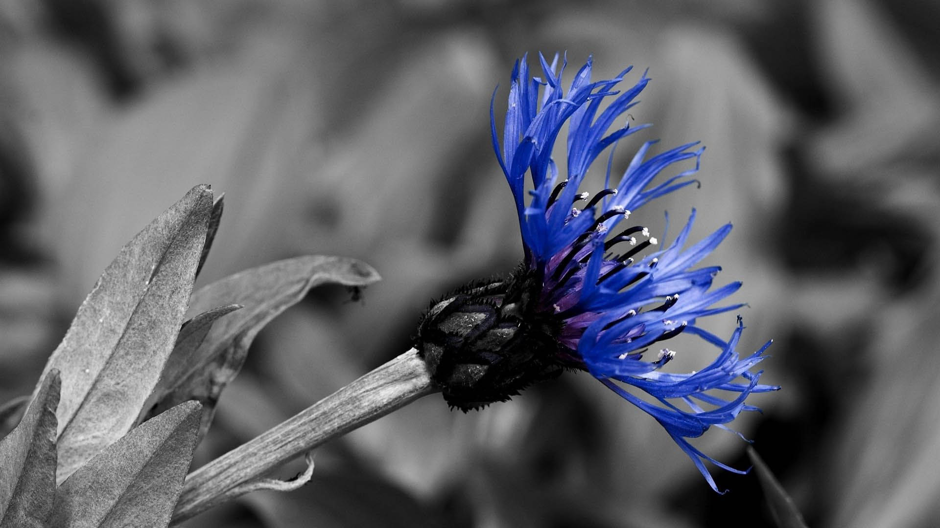 A beautiful blue glowing flower, vibrating with life. Wallpaper