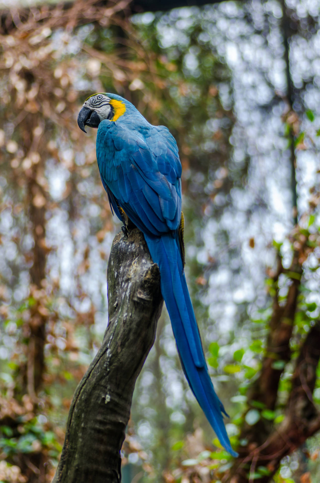 Blue Gold Macaw Profile Wallpaper