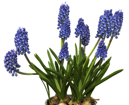 Blue Grape Hyacinths Flowers PNG