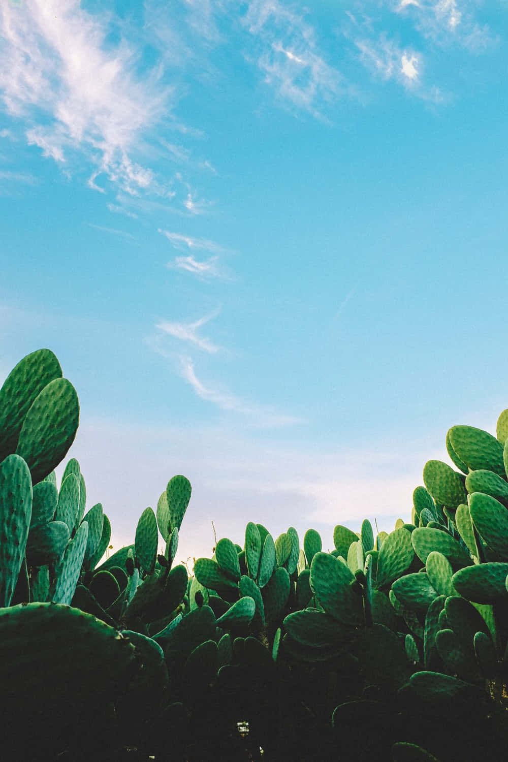 Campoestético De Cactus Azules Y Verdes. Fondo de pantalla