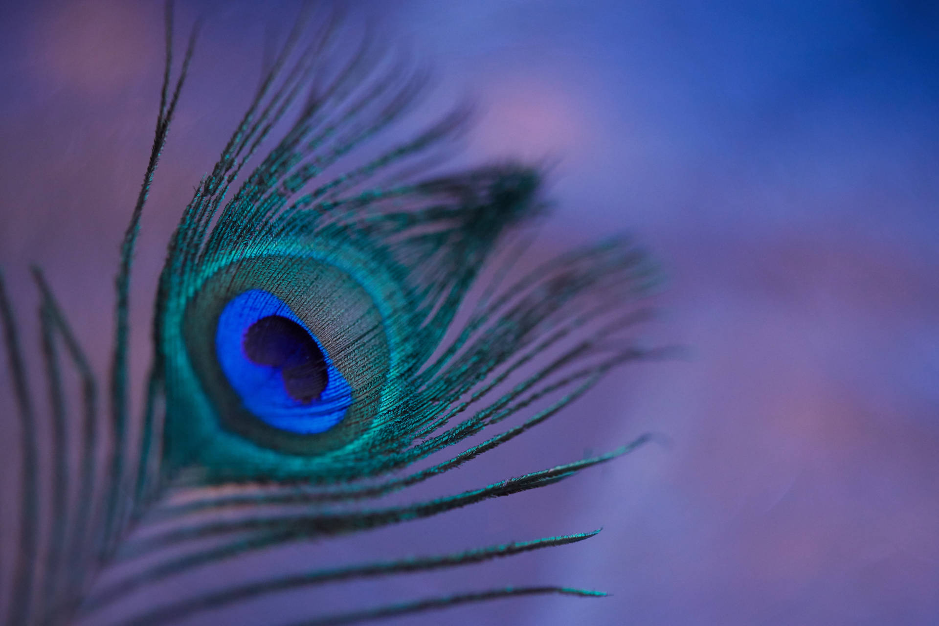 Radiant Blue-Green Mor Pankh (Peacock Feather) Against a High Contrast Background Wallpaper