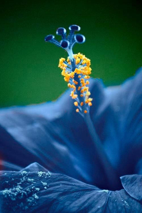 Blue Hibiscus Flower Background