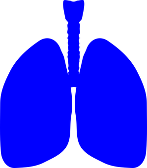 Blue Human Lungs Graphic PNG