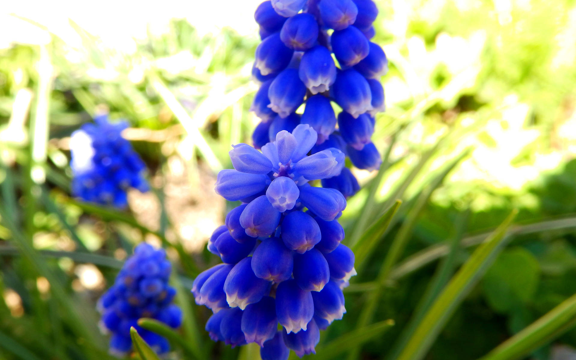 Blue Hyacinth Bulbs Wallpaper