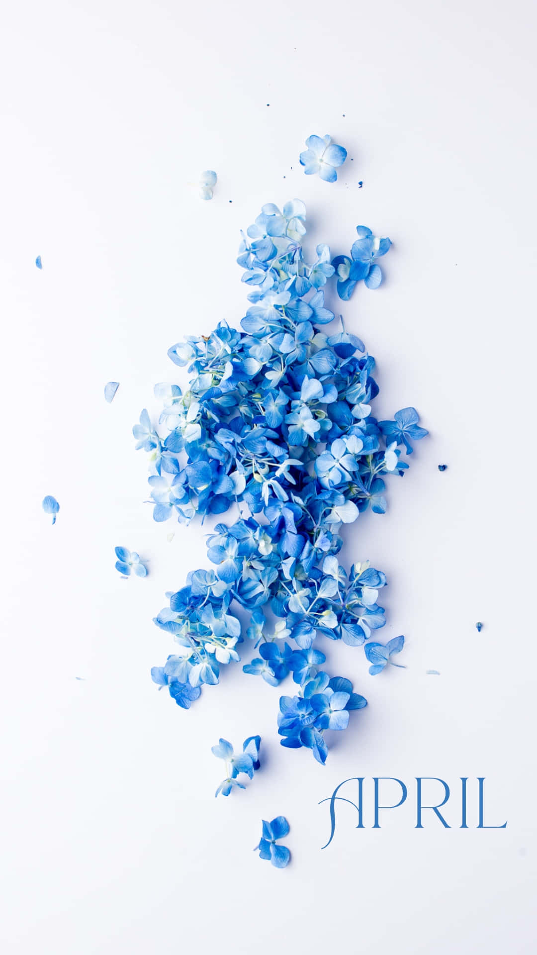 Blue Hydrangea April Floral Design Wallpaper